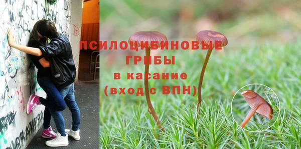 шишки Аркадак
